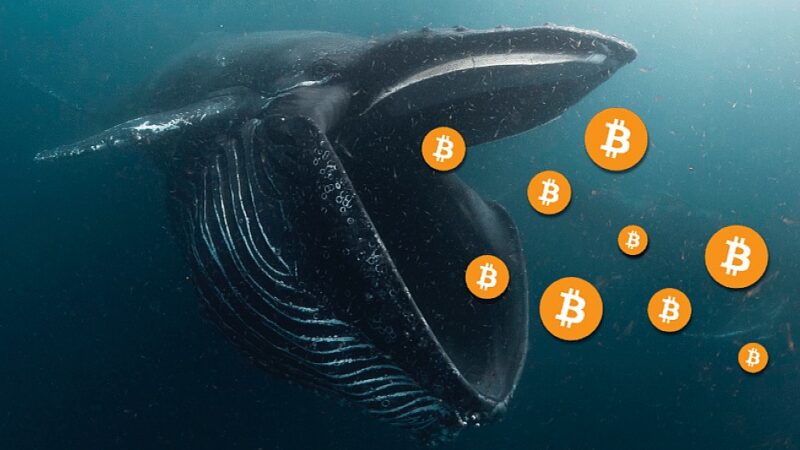 Bitcoin whales are increasing because long-term holders reach an all-time high