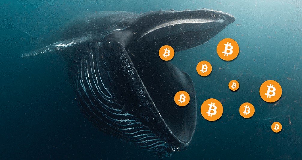 Bitcoin whales are increasing because long-term holders reach an all-time high